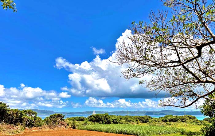「島バナナ・カフェ」が提供するスローフードとは、「豊かな自然の味」「手作りの食べ物」そして「ゆったりとした時間」です。